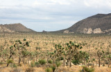 Joshua Tree