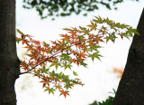 Japan - Hakone Zen Garden