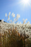 Japan - Hakone Silver Grass Field
