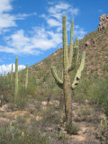 Arizona - Saguaro National Park