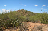 Arizona - Saguaro National Park