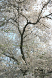 New-York Botanical Garden - White Cherry Tree