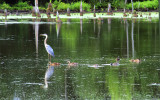Heron with friends.
