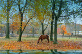 Horse by the stream