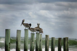 Pelicans3.