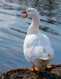 Quack Quack.