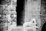 White Dog. Tel Aviv-Yafo, Israel