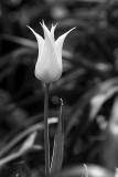 Tulip in black and white