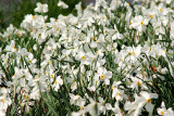 Field of Narcissus