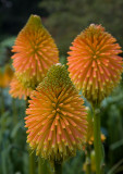 Red Hot Poker