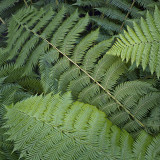 Tree Fern Detail