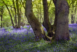 Bluebell Time