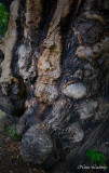Ancient Chestnut Trunk