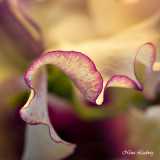 Sweet Pea Abstract No 2