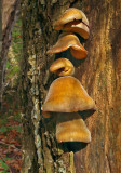 Bracket Fungus