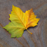 London Plane Leaf on Yorkstone Pavement