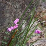 Blooming Rocks