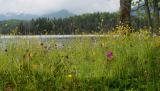 Spring Meadow