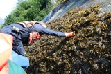 Exploring seaweeds on the rocks.