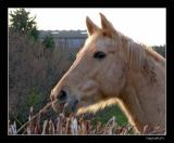 Palomino