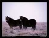 Exmoor Ponies in the snow