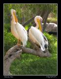 Pelican Pair
