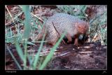 Mongoose