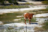 October 15th, 2010 - Cow Creek Road Cow - 0184.jpg