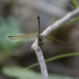 Dragonfly P0710.jpg