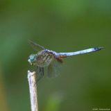 Dragonfly 0701.jpg