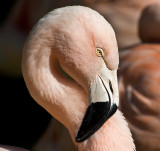 Chilean Flamingo