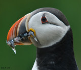 Atlantic Puffin #5 With Fish