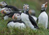 Atlantic Puffins #7