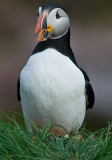 Atlantic Puffin #15 Sticking Out Tongue - Two Images
