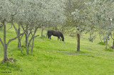 Horse And Olive Trees