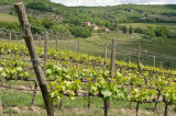 Vineyards And Farmhouse