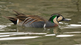 Baikal Teal (Male)