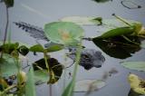 Some Photographs from the Florida Everglades