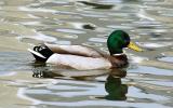 Male Mallard Duck