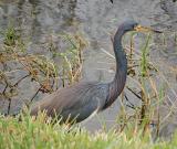 Tricolored Heron