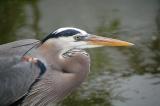 Close-up of Great Blue Heron