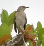 Northern Mockingbird