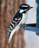 Female Downy Woodpecker