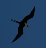 Great Frigate Bird 3