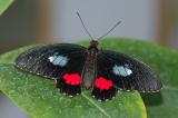 Pink Cattleheart or Transandean Cattleheart