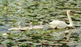 Swan With Cygnets