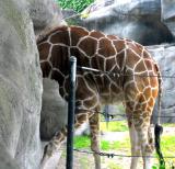 Giraffe Entering The Mens Room