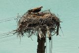 Close-Up of Ospreys Nest With Chick and Egg