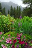 A View Near Mt. Robson