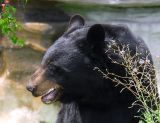 This Silly Photographer Went All The Way To The Canadian Rockies, And His Best Shot Of A Black Bear Was Right Here In The Zoo!